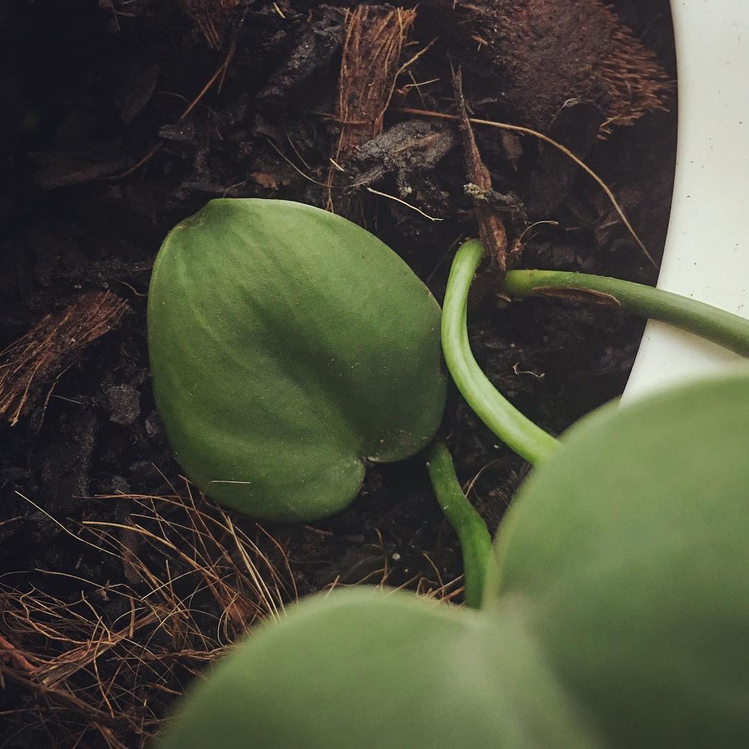 Baby philodendron
